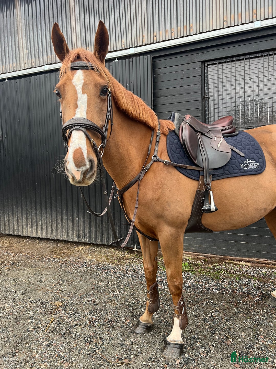 Hoppning hästar till salu: Arbetsvillig och hoppglatt sto!  i Västerås - Annons 2