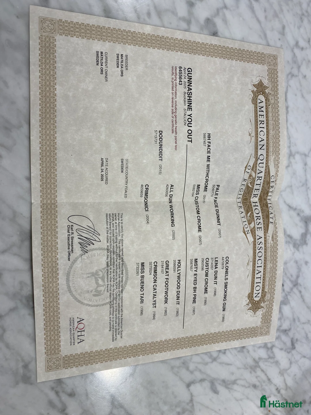 Western hästar till salu: Superfin Quarter åring  - Annons 3