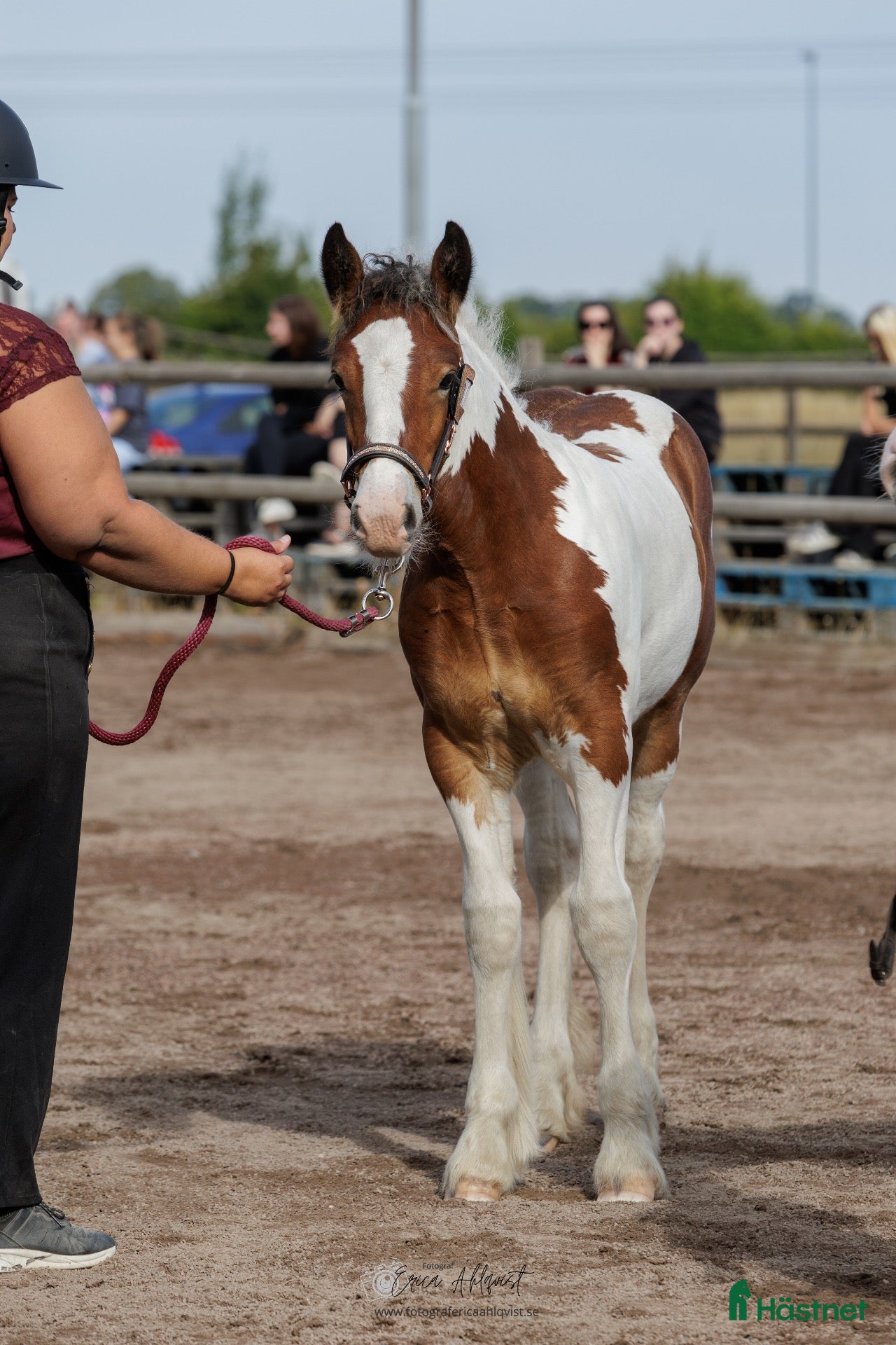  hästar Topp stammat Charmigt Irish Cob-sto föl 🌿 - Annons 2