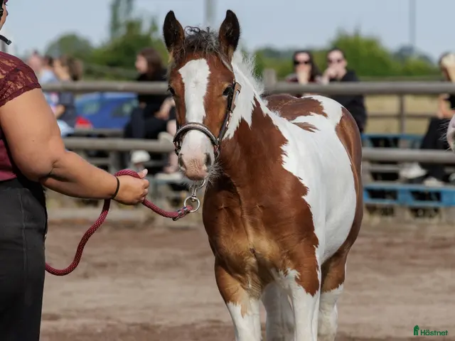 hästar till salu: Topp stammat Charmigt Irish Cob-sto föl 🌿 - Annons 2