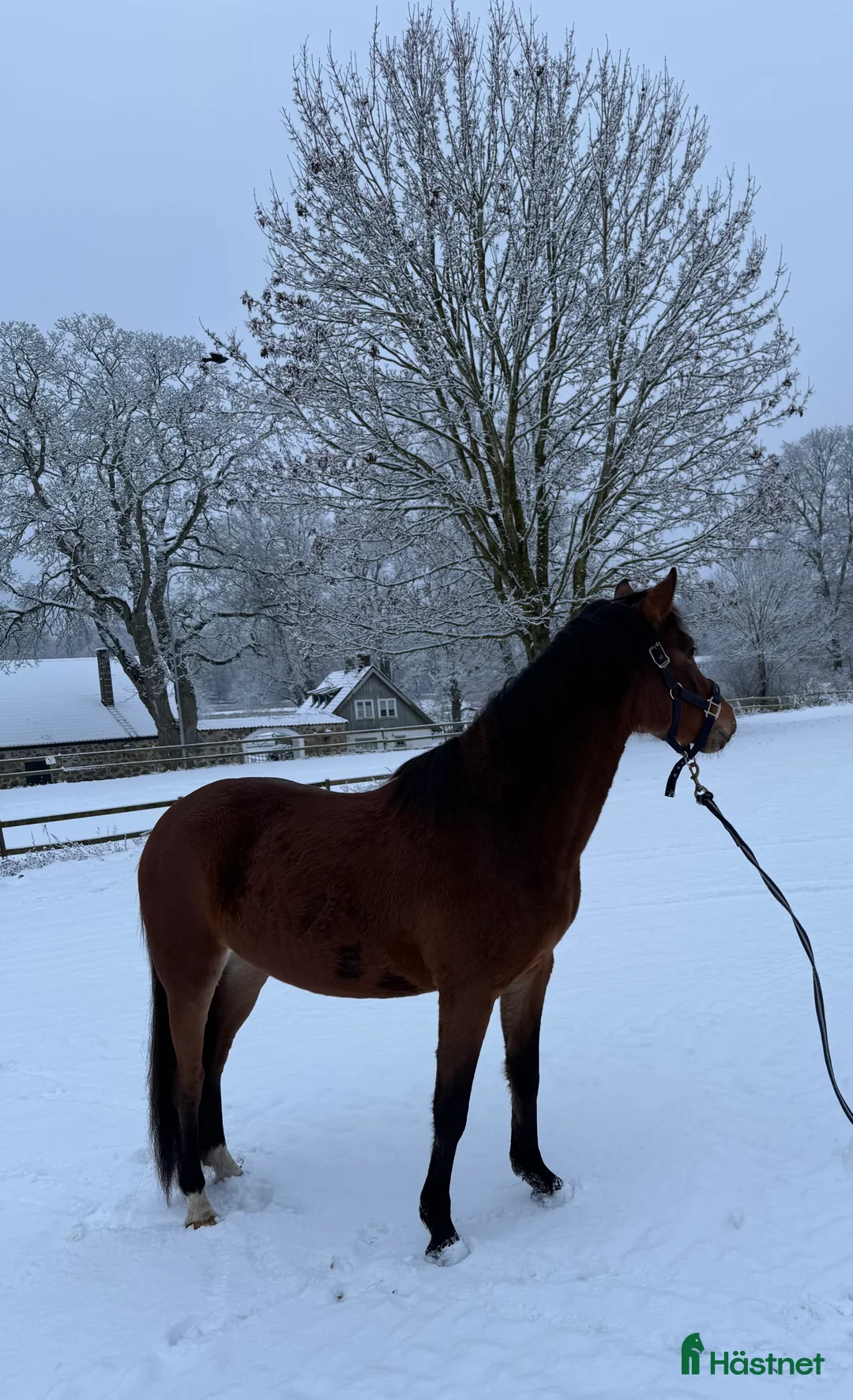 Allround hästar till salu: Fint ungsto med jättetrevlig personlighet i Sjöbo - Annons 5