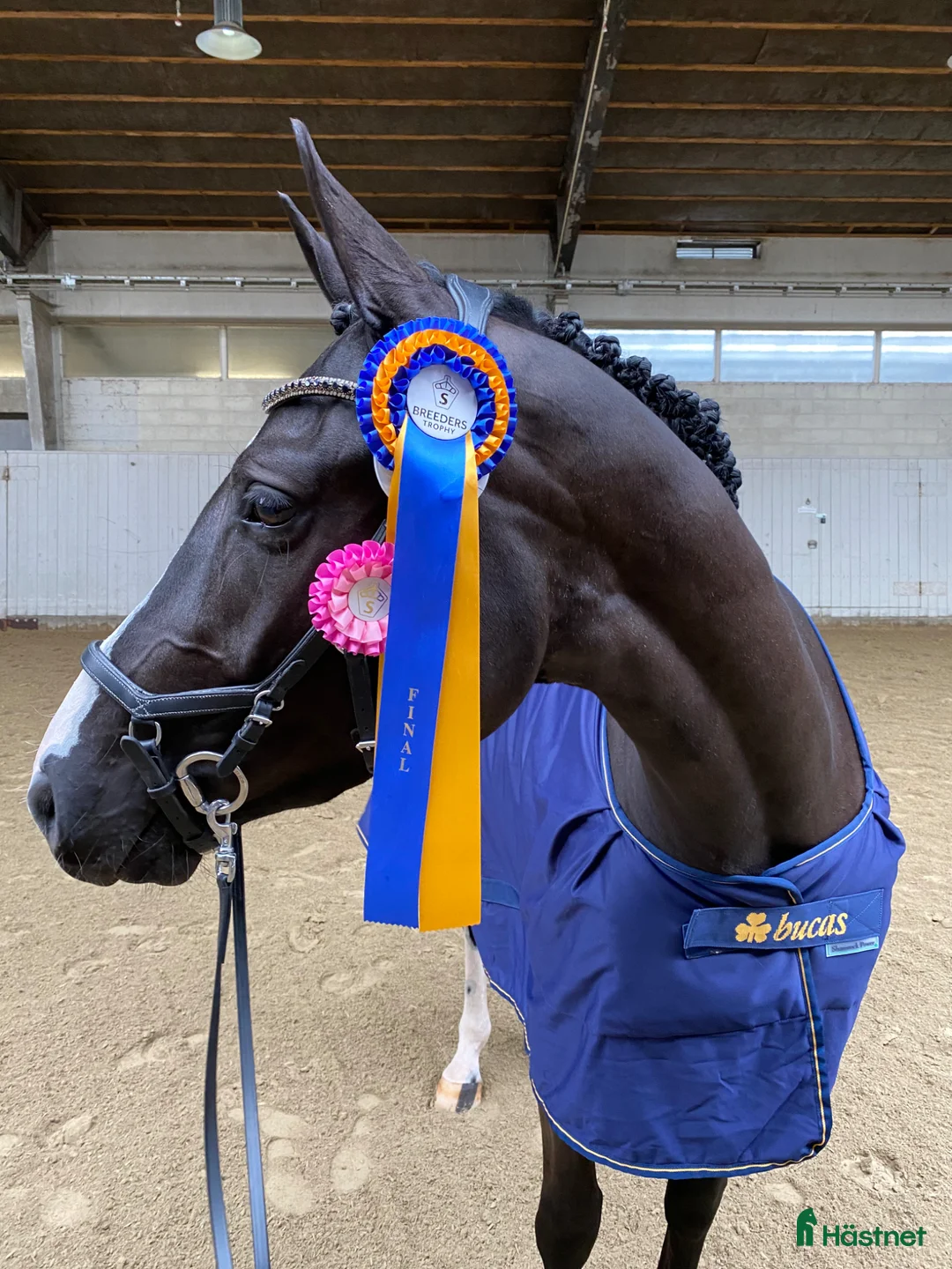 Hoppning hästar till salu: Sto med utstrålning  - Annons 1