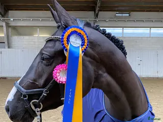 hästar Sto med utstrålning - Annons 16