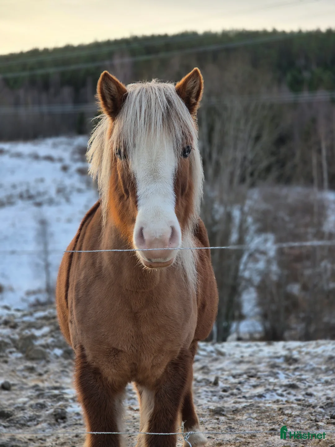 Island hästar till salu: Ester från Röja  - Annons 5