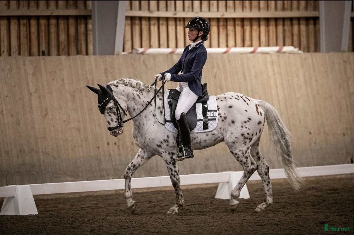  hästar En bästa vän som syns i mängden  - Annons 2