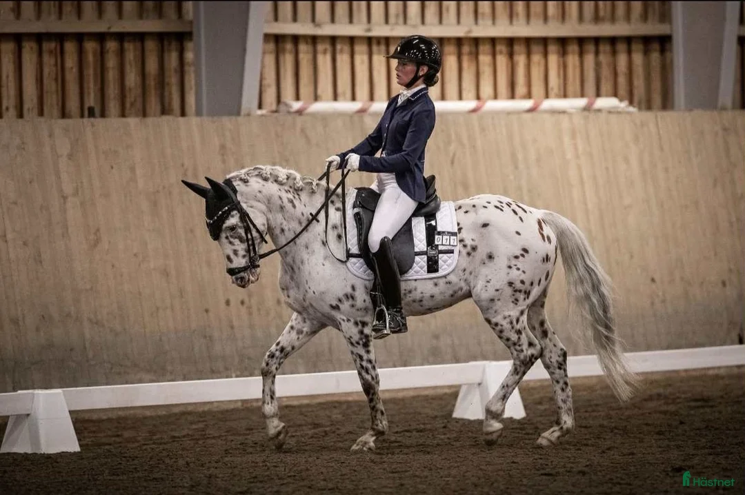 Dressyr hästar till salu: En bästa vän som syns i mängden  - Annons 1