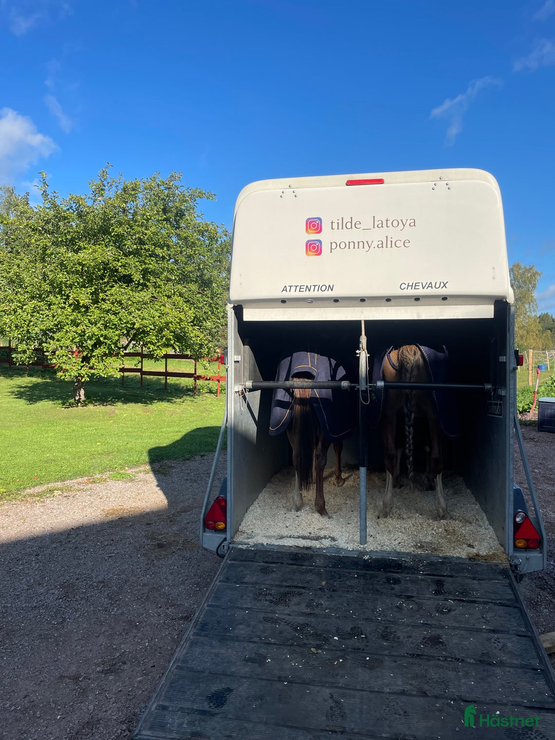 Hästtransporter  fordon & transport till salu: Vit välvårdad Cheval Liberté Gold (momsad) i Vimmerby - Annons 4