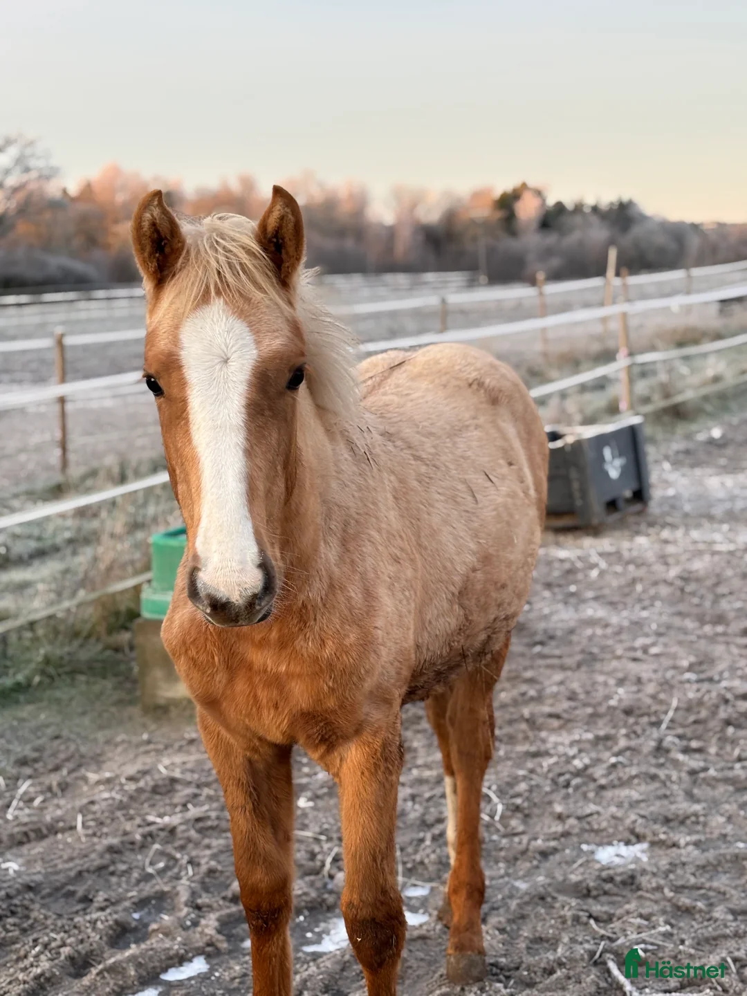 Dressyr hästar till salu: Sockersött sto e Zafferano - Sir Donnerhall  i Märsta - Annons 3