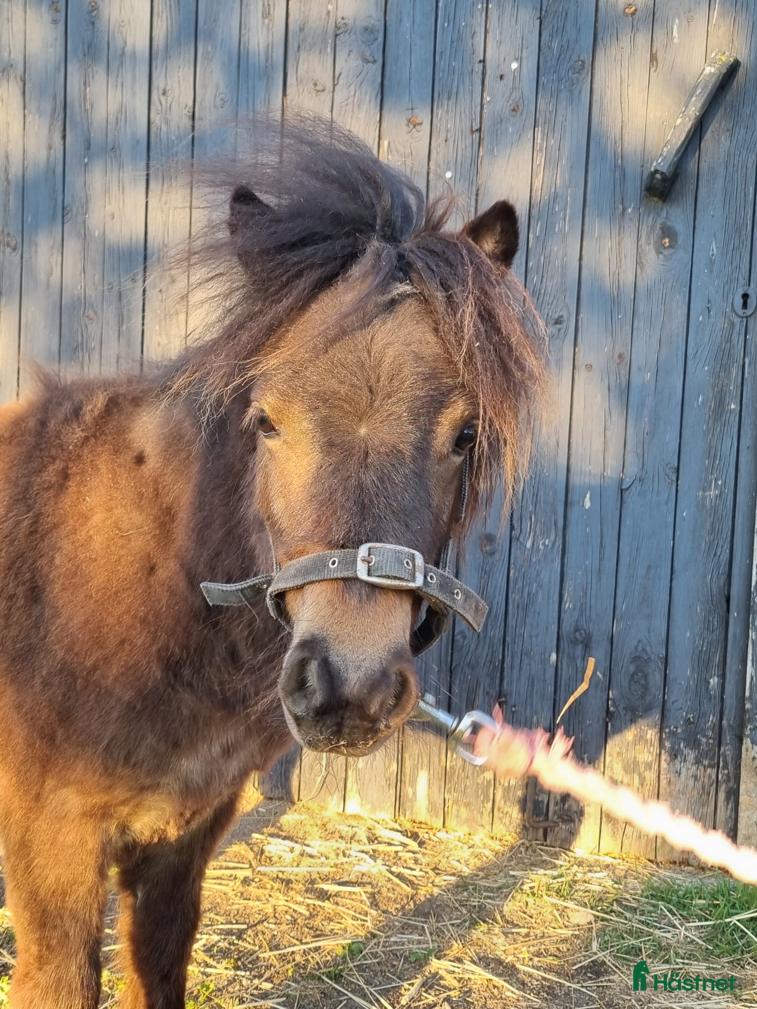  hästar 1 årig shettis hingst - Annons 14