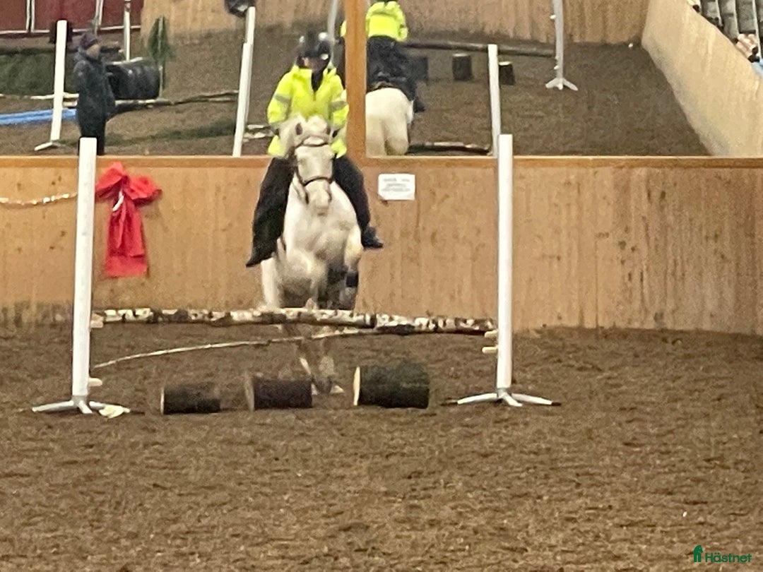 Allround hästar till salu: Trevlig c ponny i Lerum - Bild 18