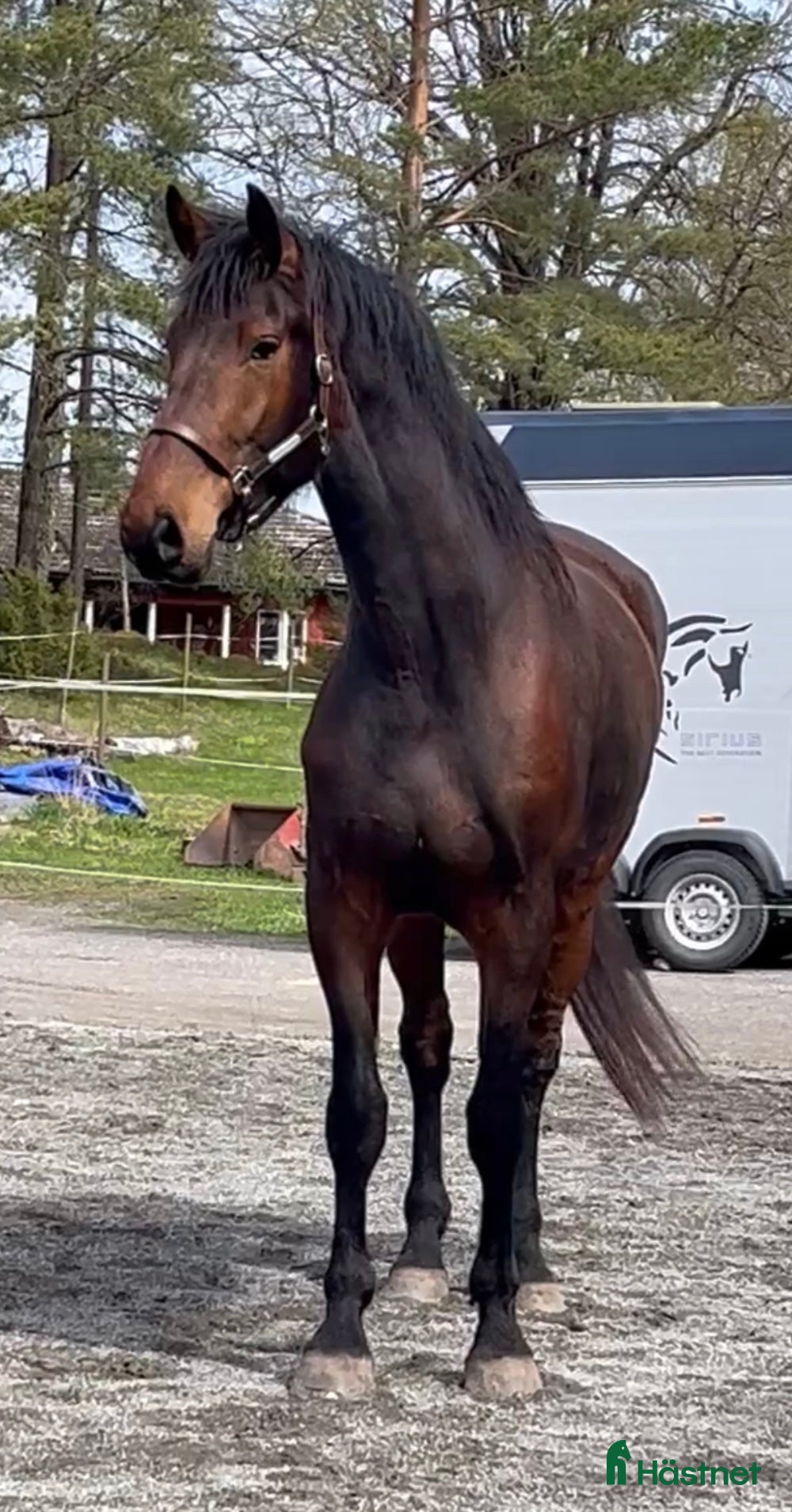  hästar Stor fin ridhäst 🌟 - Annons 2