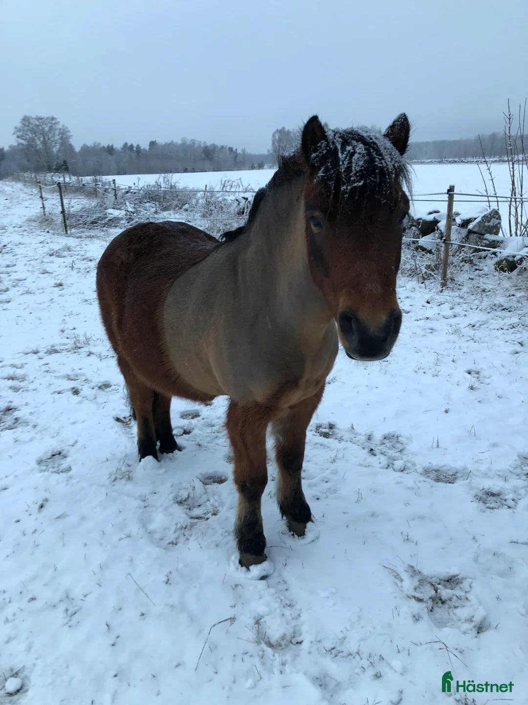 Allround hästar till salu: Russvalack söker nytt hem - Annons 3