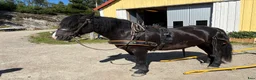 Körning hästar till salu: Nordsvensk Valack - Annons 1