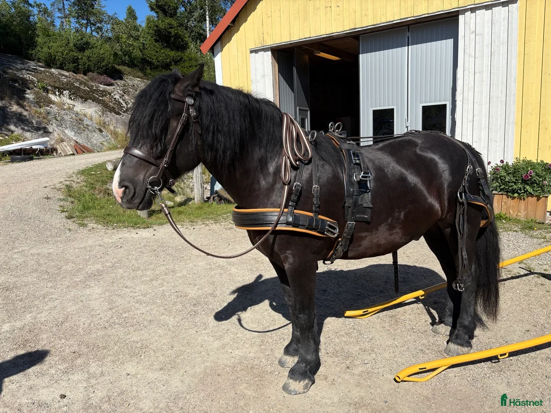 Körning hästar till salu: Nordsvensk Valack - Annons 1