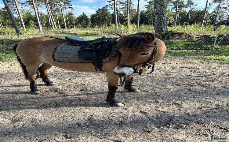  foderhäst i Kumla - Annons 17