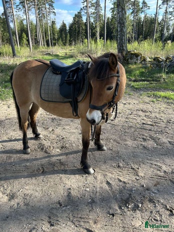 foderhäst i Kumla - Annons 17