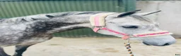 Hoppning hästar till salu: Pumpkin Jack 140cm gelding  - Annons 13