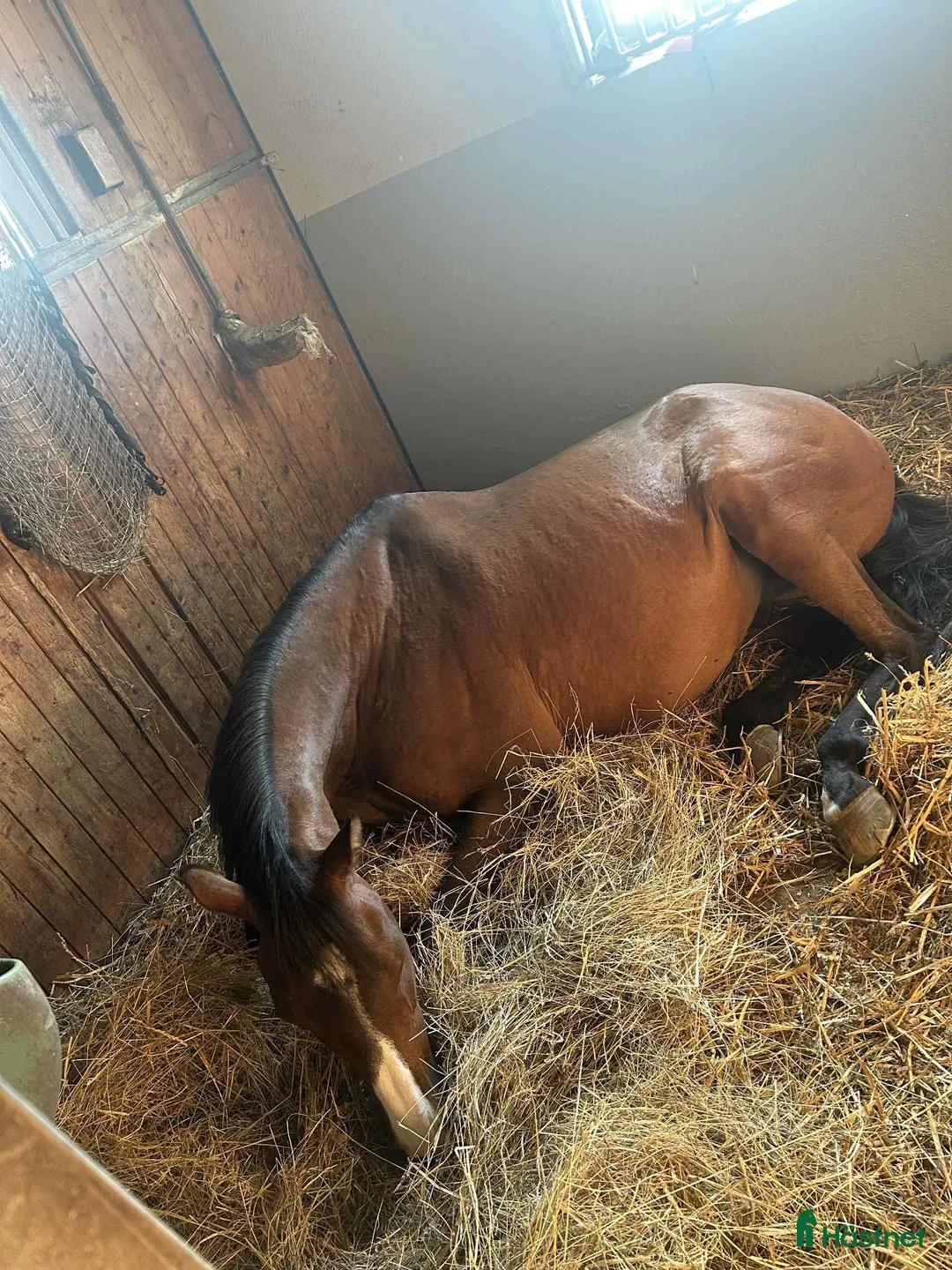 Sällskap hästar till salu: Sällskapshäst i Grödinge - Annons 3