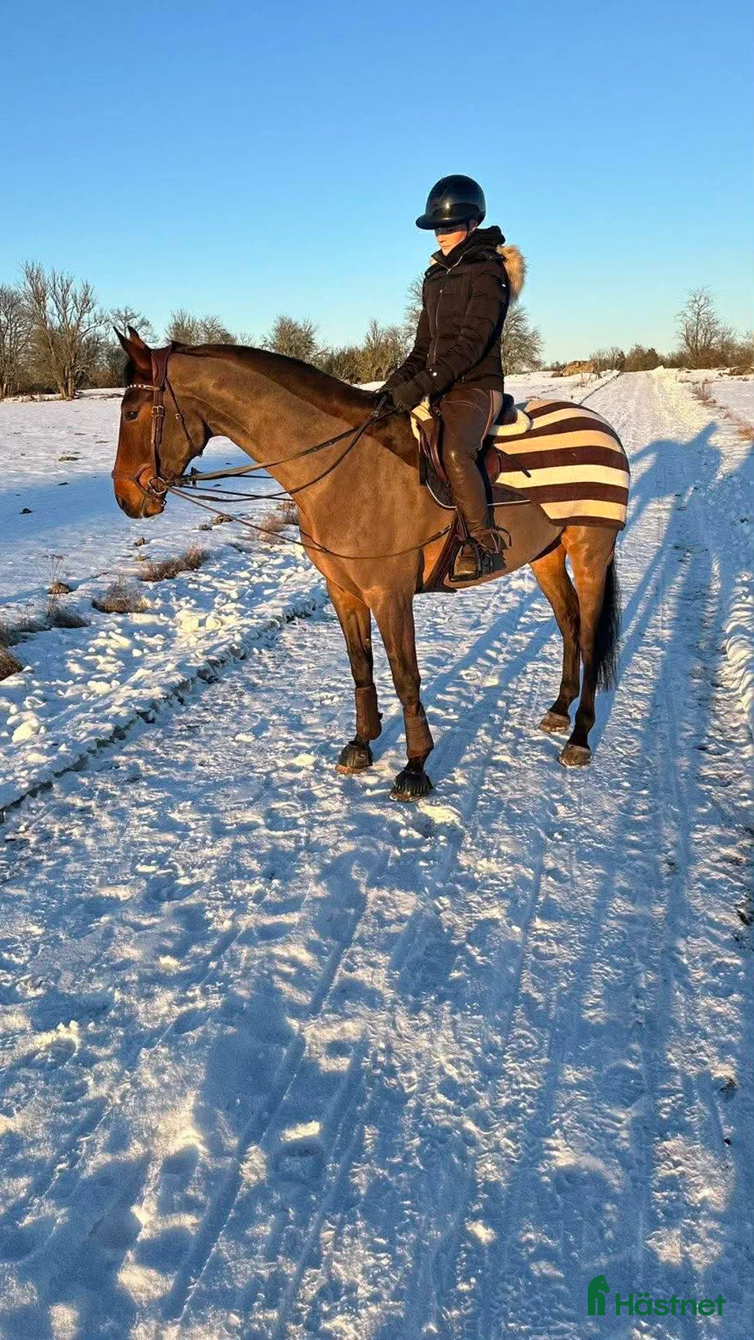 Allround hästar till salu: SWB valack med personlighet i Enköping - Annons 2