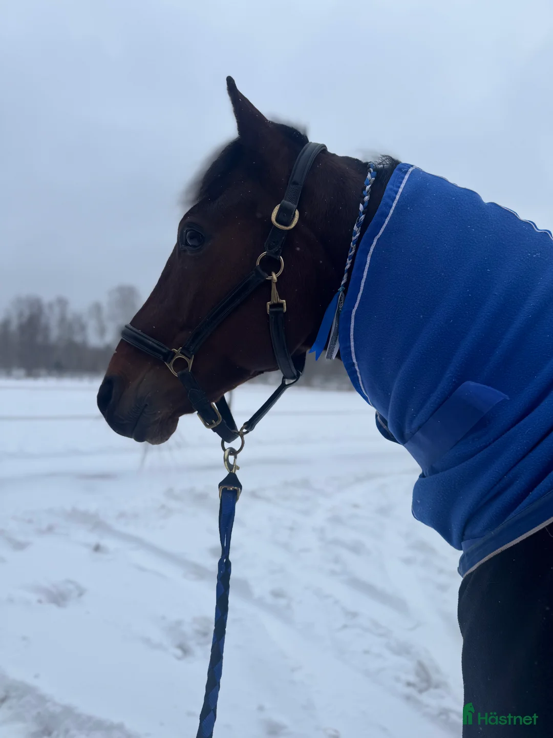 Sällskap hästar till salu: Söker ett bra hem❣️ i Nybro - Annons 2