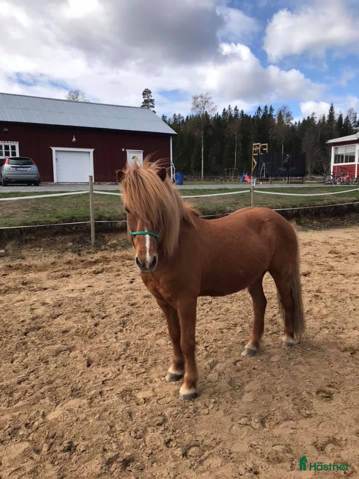 Sadlar hästutrustning Knights Aragon, dressyrsadel - Annons 2