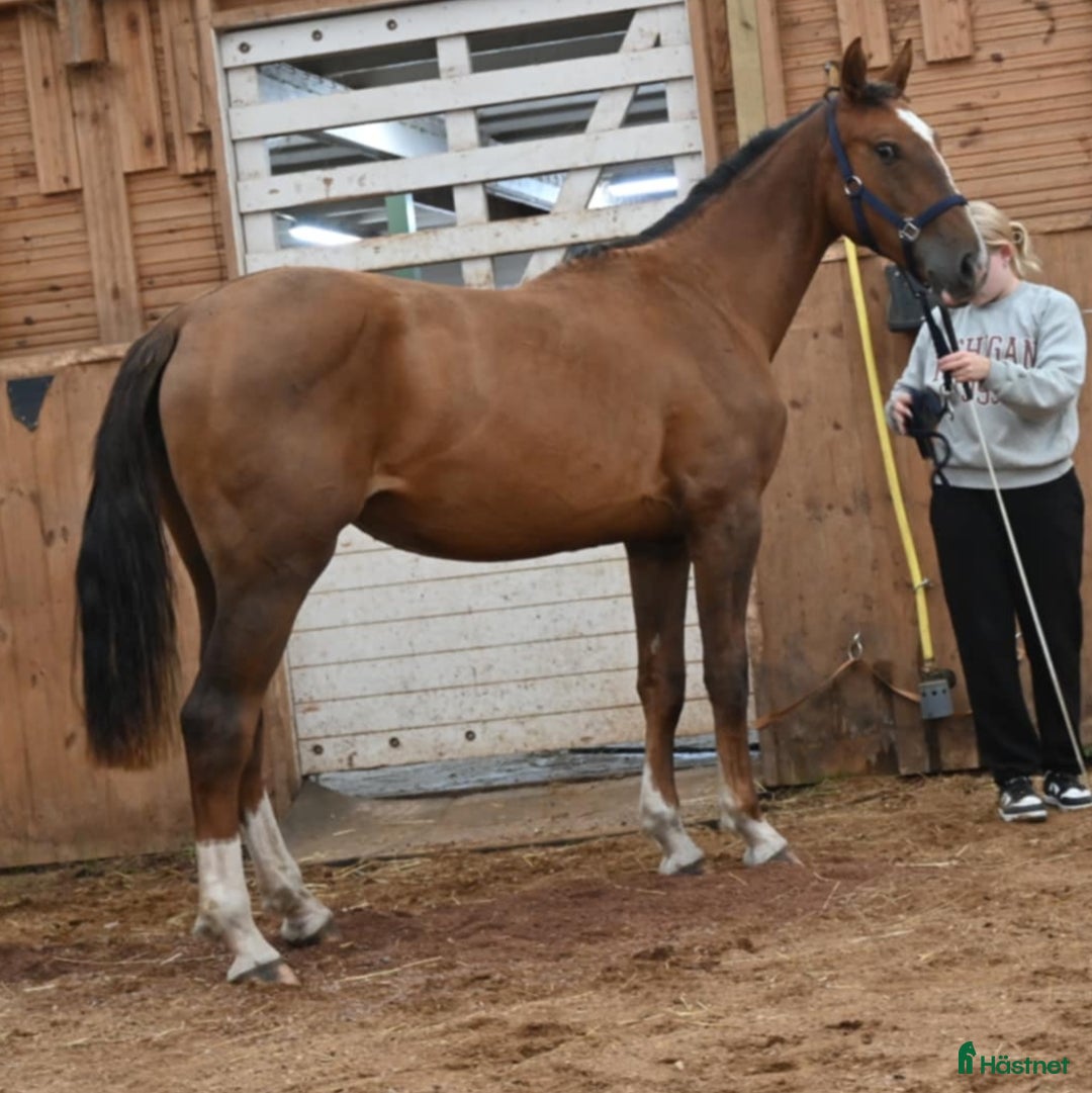 Allround hästar till salu: 🌟 Muza – lovande sport- eller verksamhetshäst 🌟 i Stockholm - Annons 2