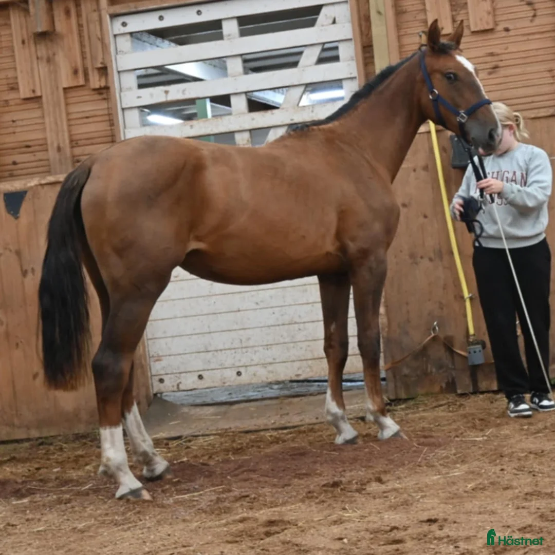 Allround hästar till salu: 🌟 Muza – lovande sport- eller verksamhetshäst 🌟 i Stockholm - Annons 2