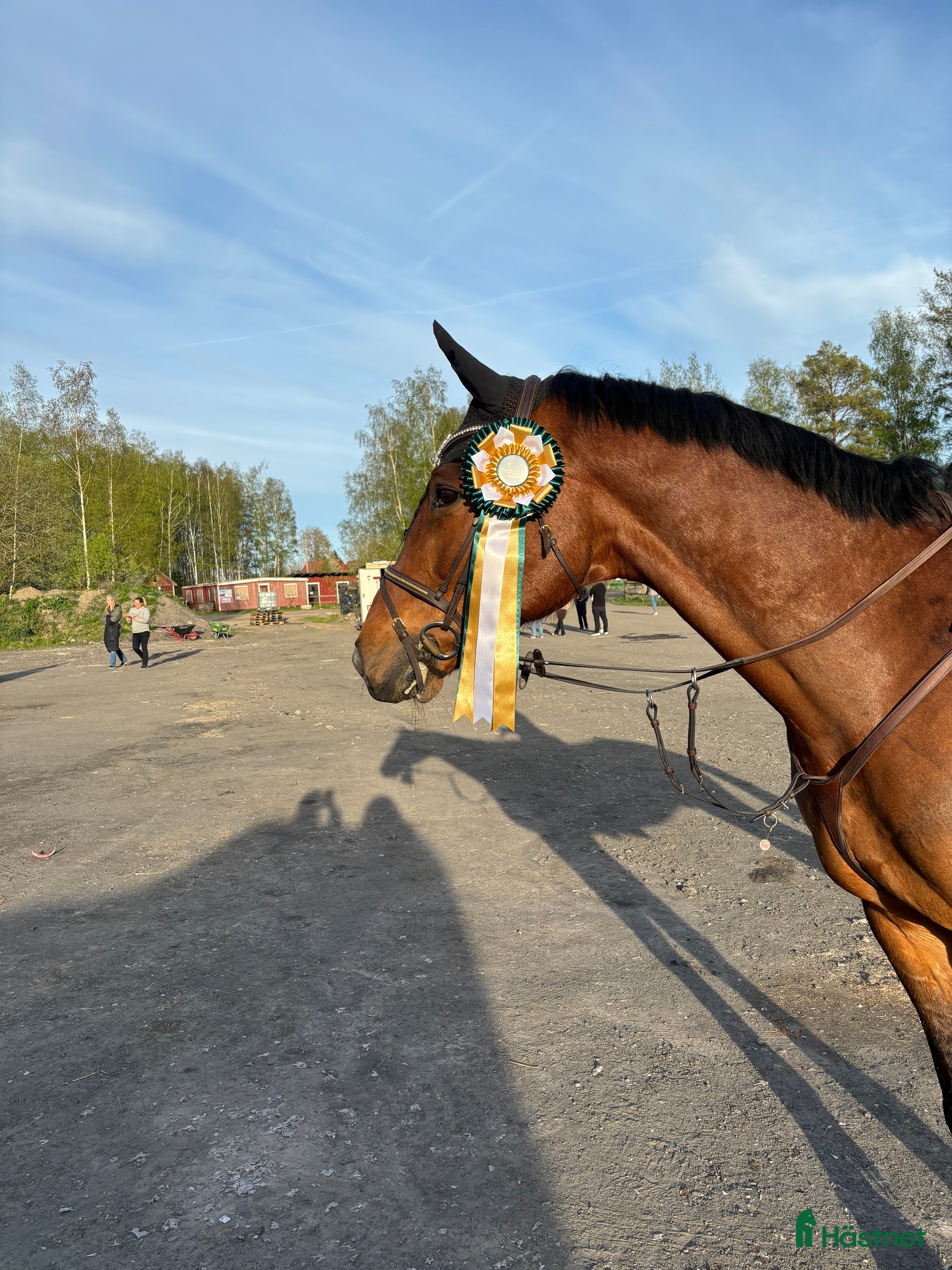  hästar Trevlig Läromästare  - Annons 14