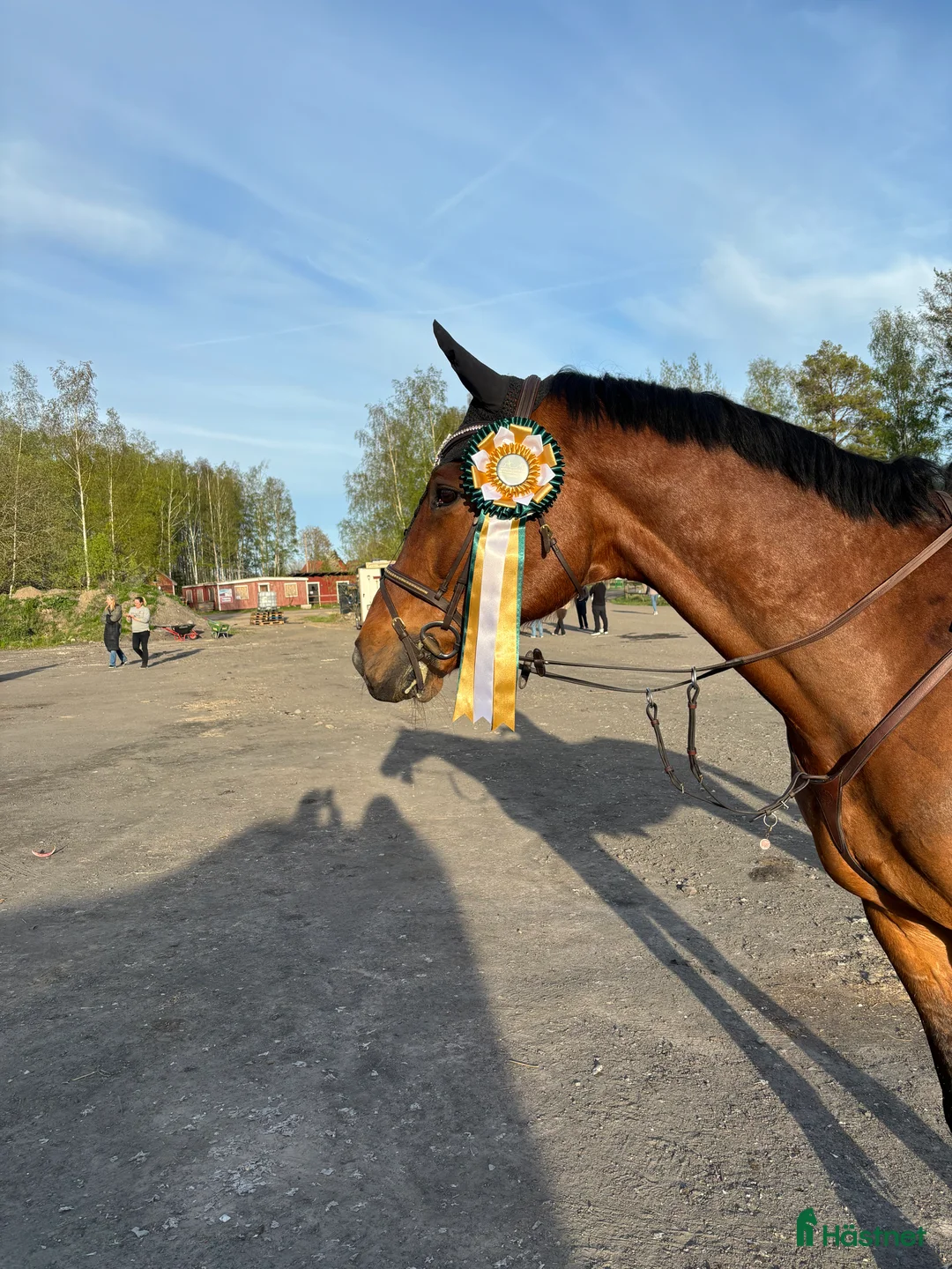 Hoppning hästar till salu: Trevlig Läromästare  - Annons 1