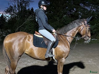 hästar Swb sto för framtiden i Enköping - Annons 6