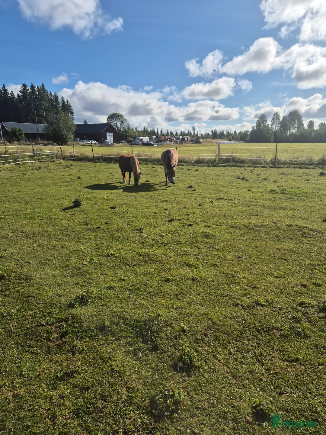 Trav hästar till salu: Film Shetlandsponny trav allround riden och körd  i Äppelbo - Annons 5