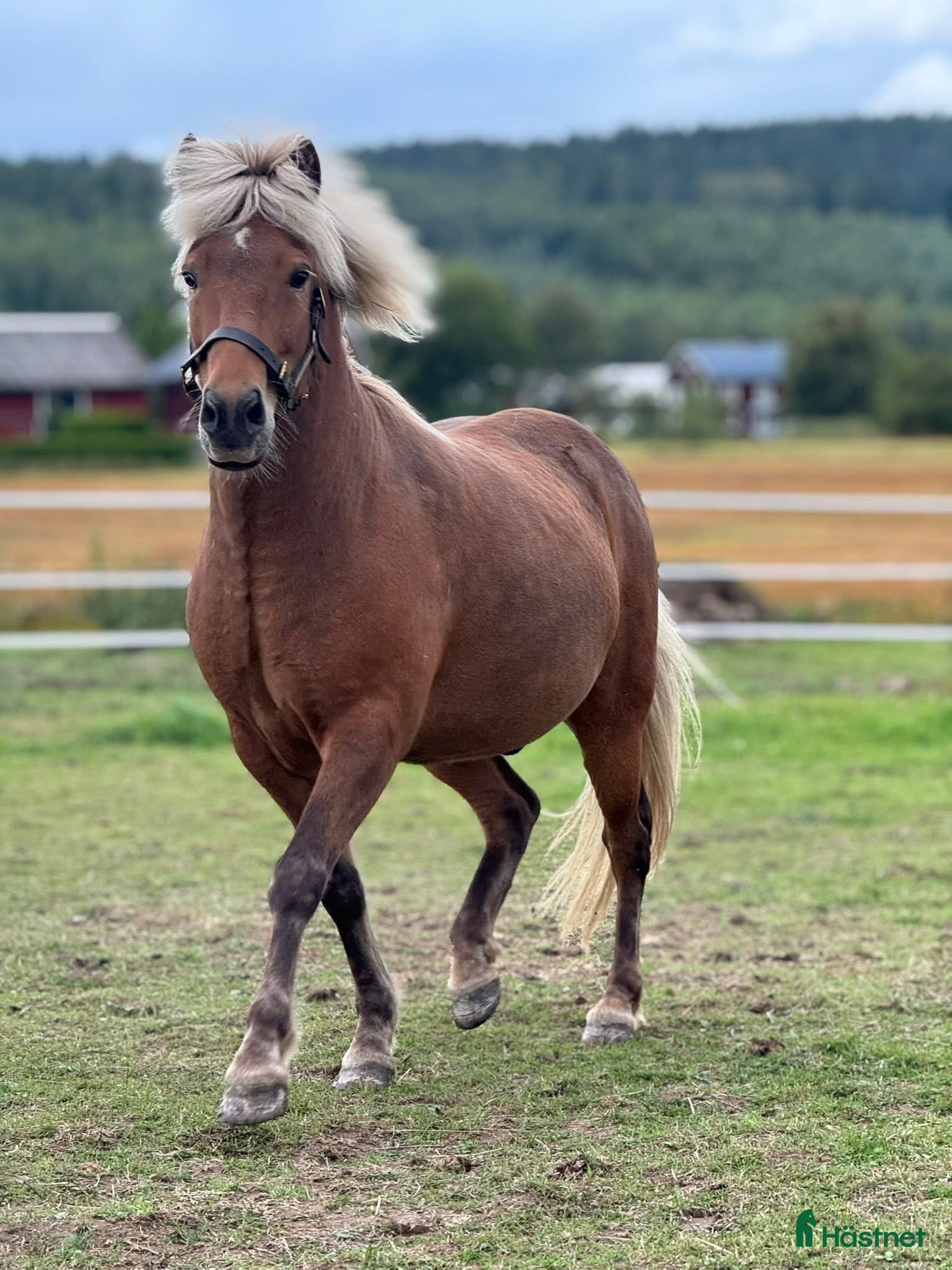  hästar Trevlig valack med utvecklingspotential. - Annons 8