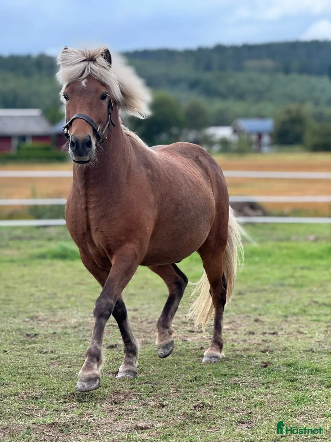 Island hästar till salu: Trevlig valack med utvecklingspotential. - Annons 1