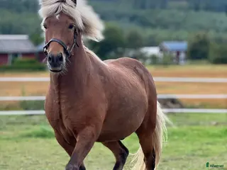 hästar Trevlig valack med utvecklingspotential. - Annons 8