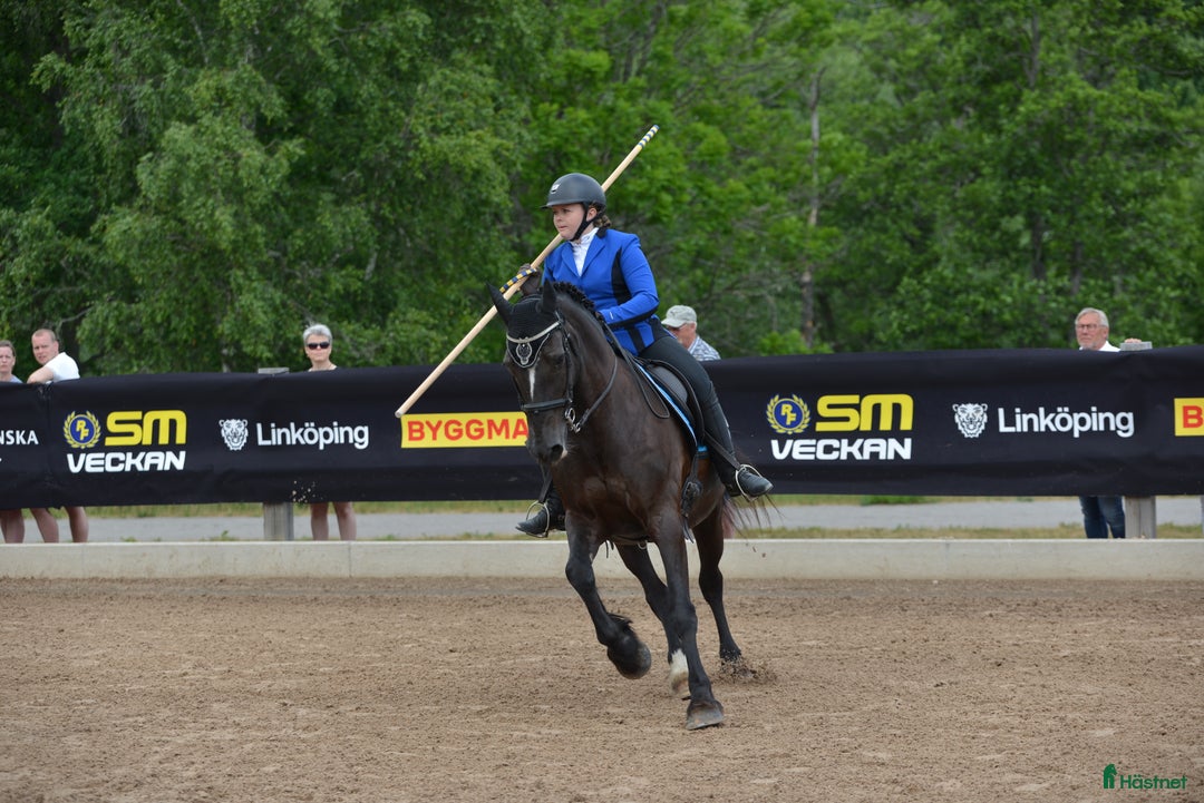 hästservice finnes: Plats för inridning/utbildning/tillridning  i Uppsala - Annons 4