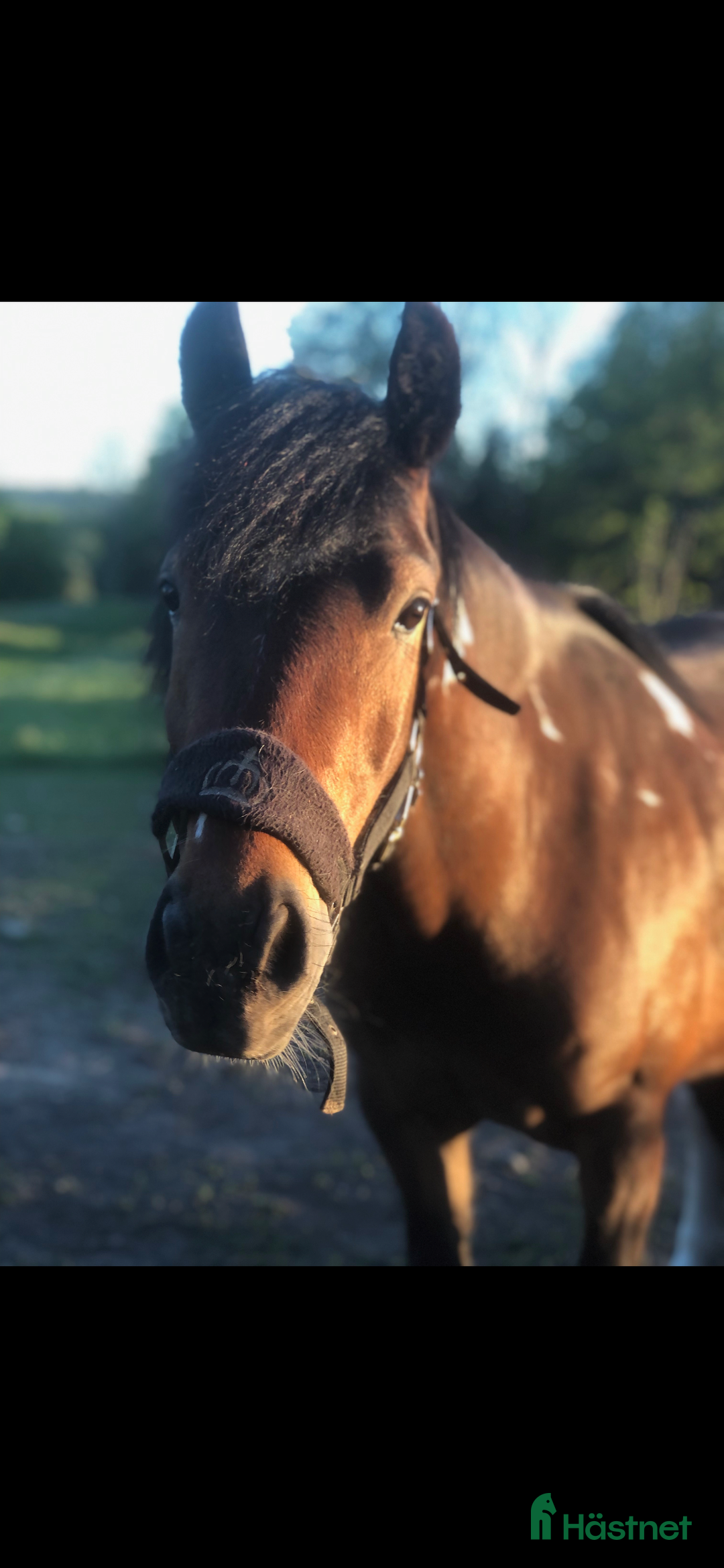 Allround hästar till salu: Irishcob korsning   i Vetlanda - Annons 2