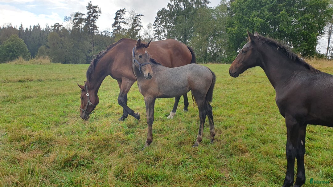 Hoppning hästar till salu: Hoppföl x3 säljes- Svårklassmöderne & Elithingstar i Lammhult - Annons 7