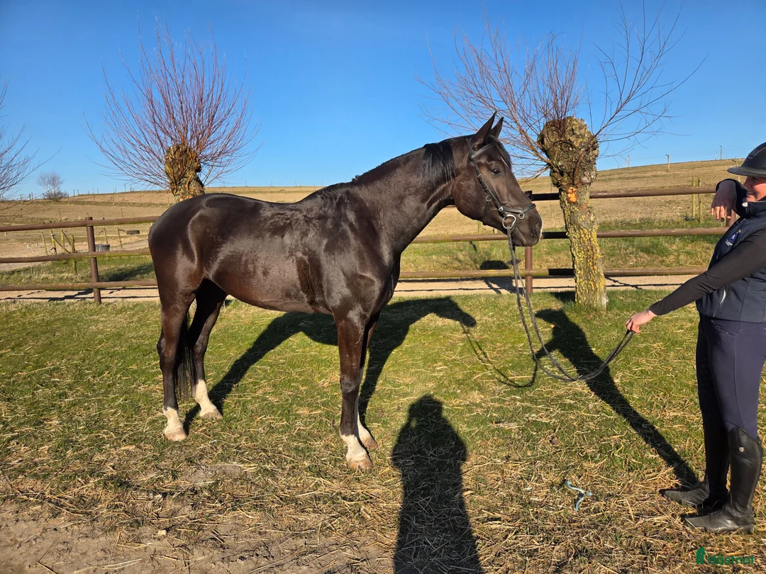 Dressyr hästar till salu: Lovande dressyrämne - Annons 3