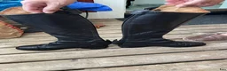 Ridstövlar ryttarutrustning till salu: Fina Ridstövlar i skinn dam säljes!  - Annons 5