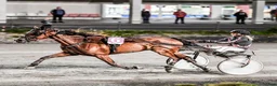 Travvagnar trav till salu: Vagnar säljes - Annons 1