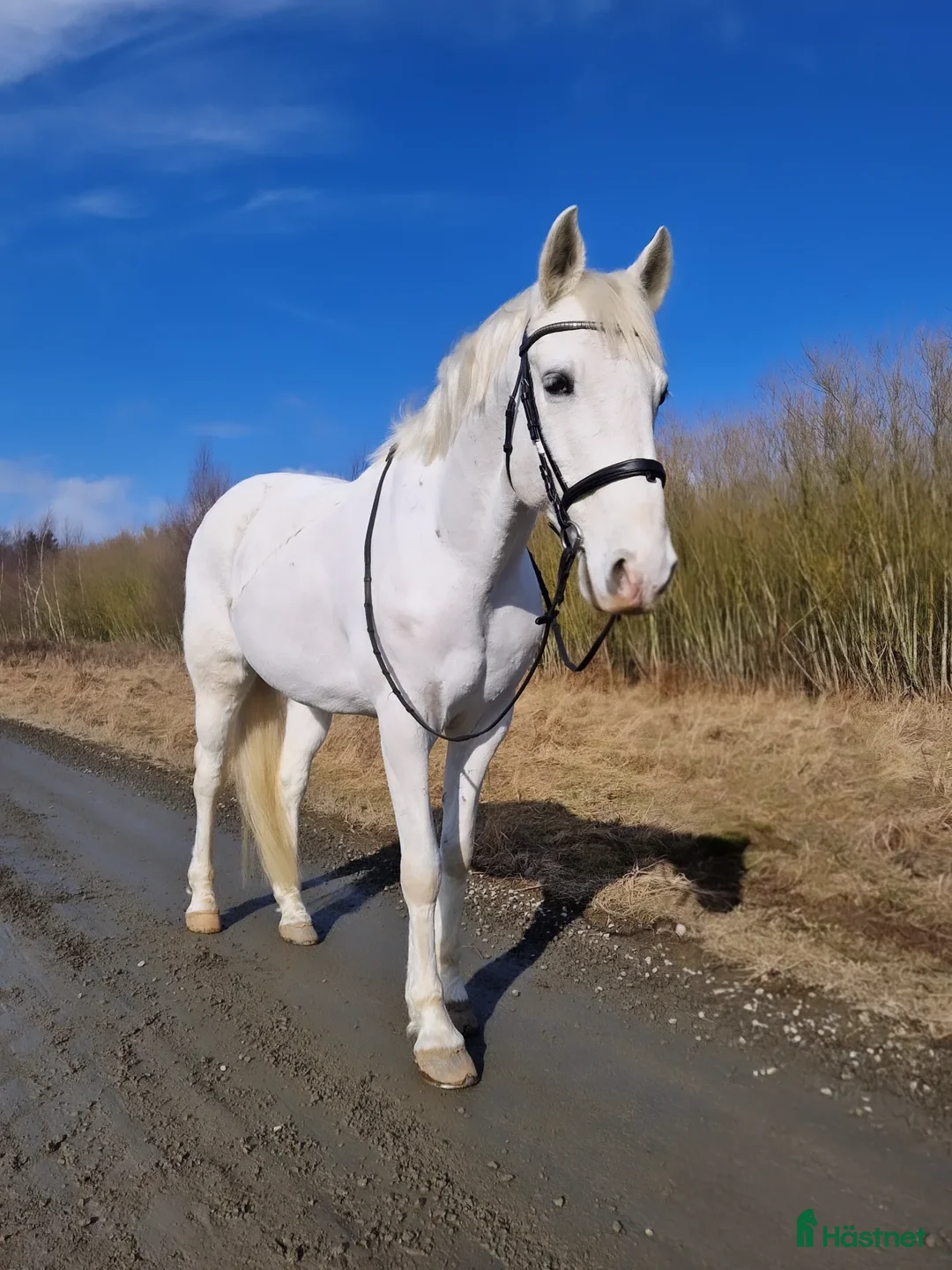 Allround hästar till salu: En bästa vän - Annons 1