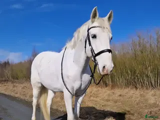 hästar En bästa vän - Annons 16