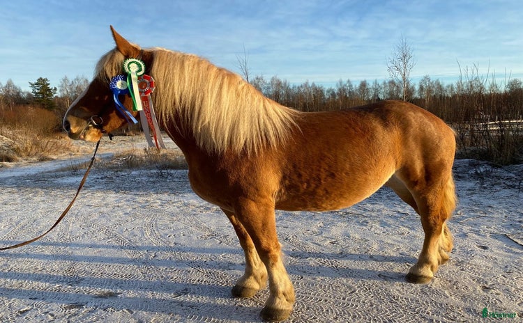  hästar i Råneå - Annons 3