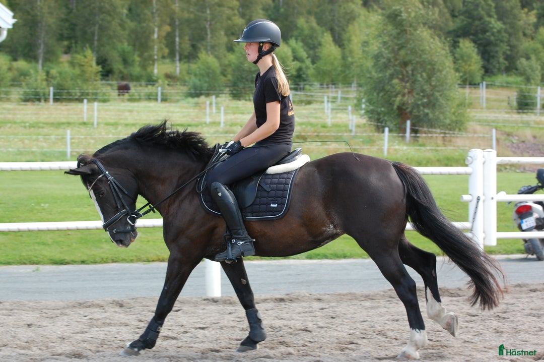 Allround hästar till salu: Viktbärande maxad cponny i Tranås - Annons 5