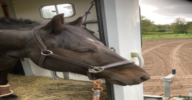  hästar i Skyttorp - Annons 13