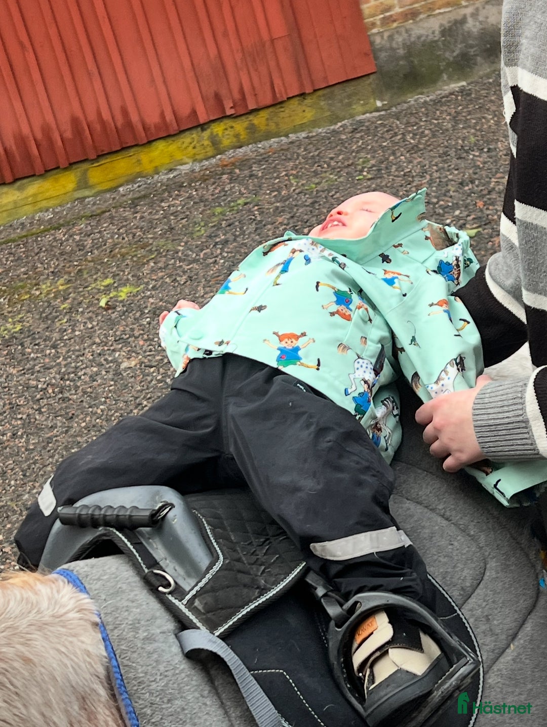 Allround hästar till salu: Älskade ponny  - Annons 3