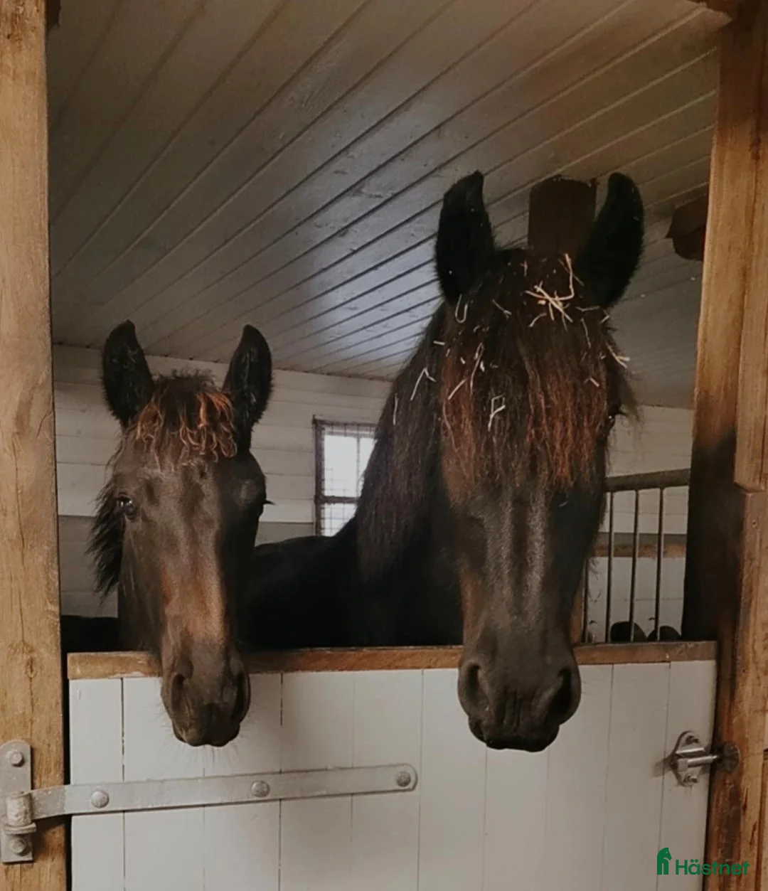 Allround hästar till salu: Underbart friesersto  - Annons 6