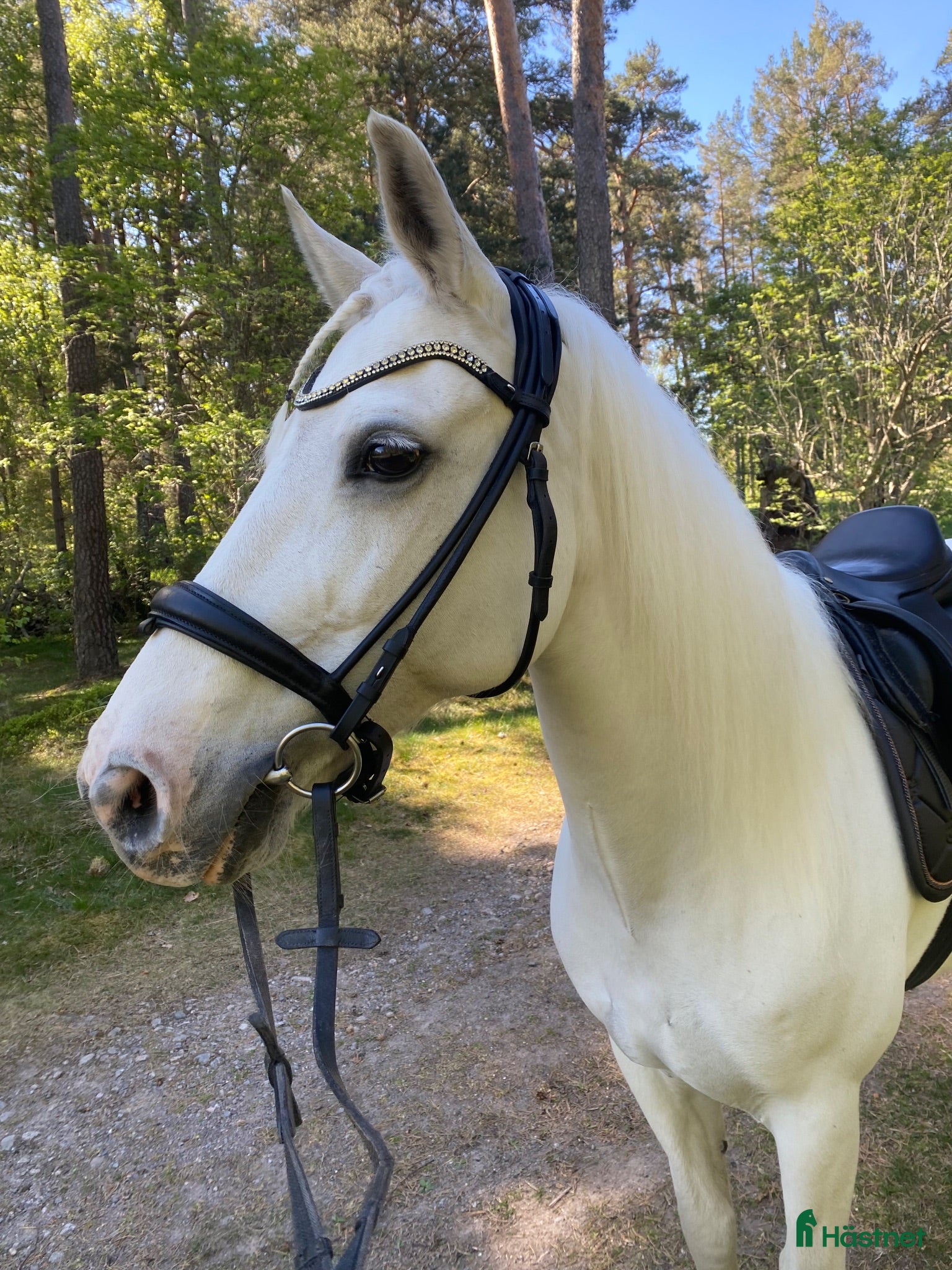  hästar Välriden dressyrponny m hjärta av guld - Annons 2