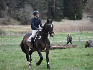 hästservice Tillridning/sommarhjälp/bete/tävling mm - Annons 6