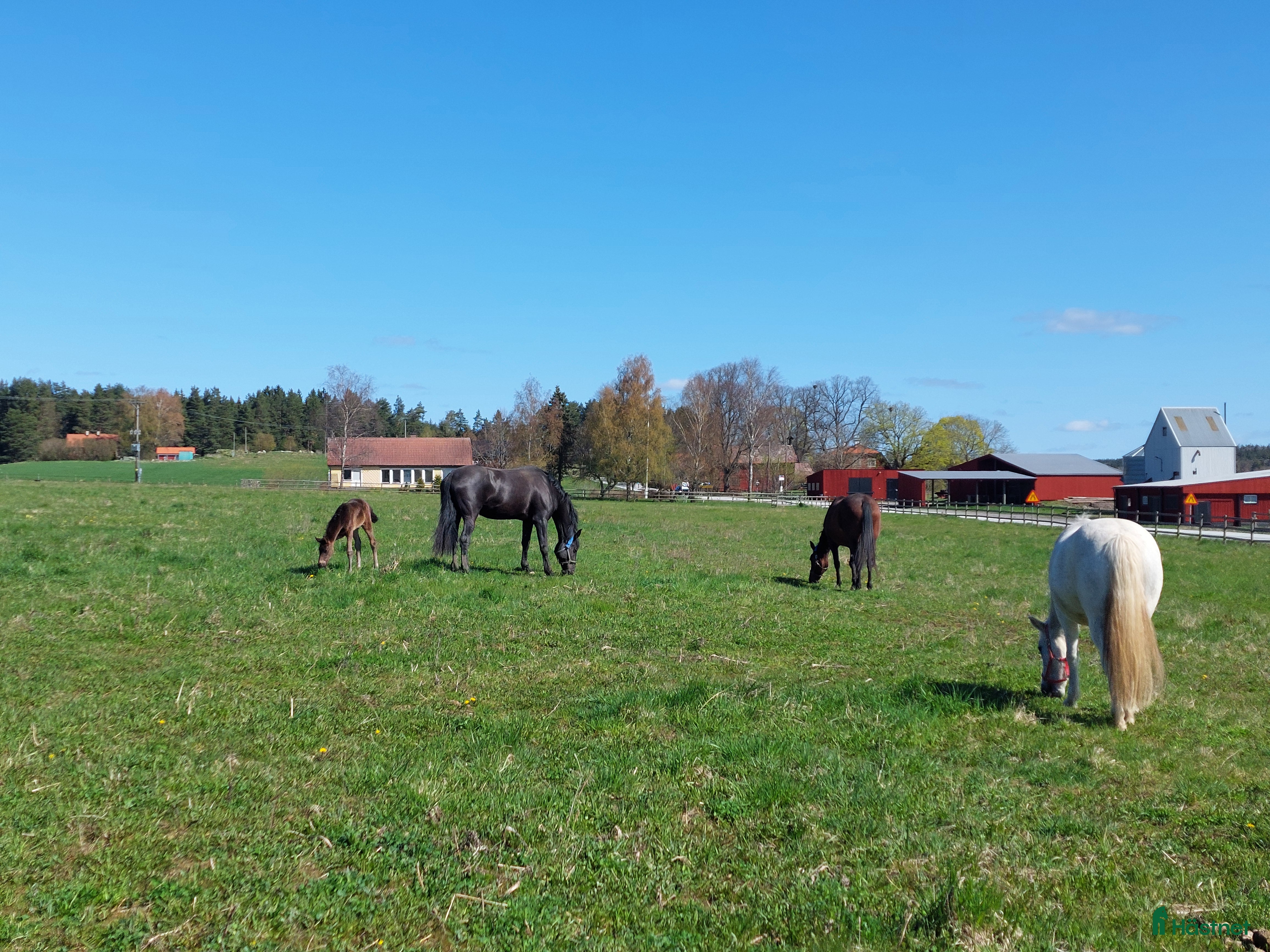  stallplats Sommarbete - Annons 2